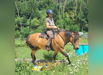 Huzule, Stute, 5 Jahre, 142 cm, Falbe