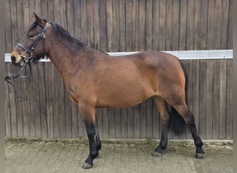 Huzule, Stute, 5 Jahre, 143 cm, Brauner