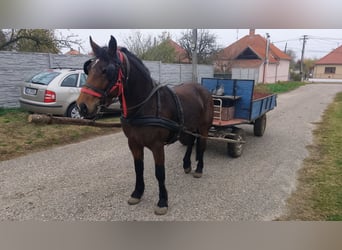 Huzule Mix, Stute, 5 Jahre, 145 cm