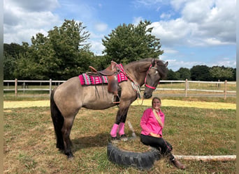 Huzule Mix, Stute, 5 Jahre, 150 cm, Grullo
