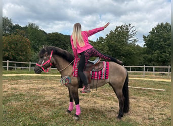 Huzule Mix, Stute, 5 Jahre, 150 cm, Grullo