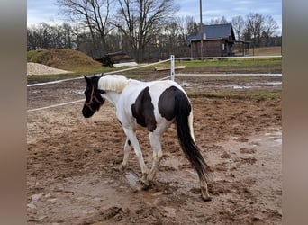 Huzule, Stute, 6 Jahre, 136 cm, Schecke