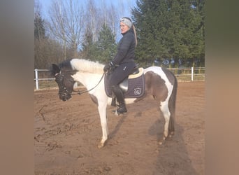 Huzule, Stute, 6 Jahre, 136 cm, Schecke