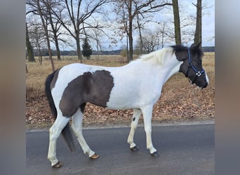 Huzule, Stute, 6 Jahre, 136 cm, Schecke