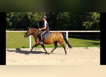 Huzule, Stute, 6 Jahre, 141 cm, Brauner