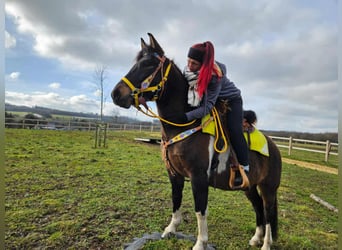 Huzule, Stute, 7 Jahre, 146 cm