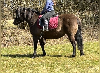 Huzule, Stute, 8 Jahre, 136 cm, Grullo