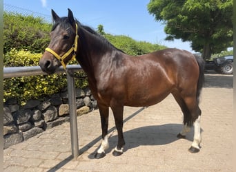 Huzule, Stute, 8 Jahre, 138 cm, Brauner