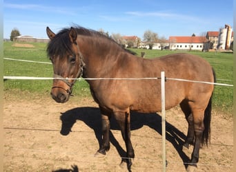 Huzule, Stute, 8 Jahre, 138 cm, Dunkelbrauner
