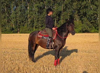 Huzule, Stute, 8 Jahre, 141 cm, Brauner