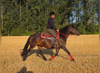 Huzule, Stute, 8 Jahre, 141 cm, Brauner