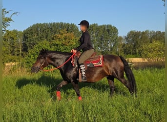 Huzule, Stute, 8 Jahre, 141 cm, Brauner