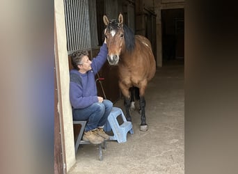 Huzule, Stute, 8 Jahre, 148 cm, Brauner