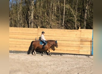 Huzule, Stute, 9 Jahre, 140 cm, Brauner