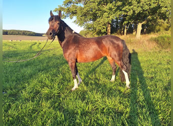 Huzule, Stute, 9 Jahre, 140 cm, Schecke