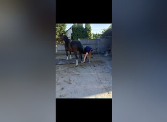 Huzule, Stute, 9 Jahre, 140 cm, Schecke