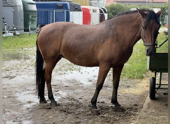 Huzule, Stute, 9 Jahre, 145 cm, Falbe