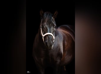 Huzule, Wallach, 10 Jahre, 140 cm, Rappe