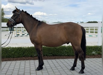 Huzule, Wallach, 10 Jahre, 144 cm, Dunkelbrauner