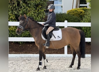 Huzule, Wallach, 10 Jahre, 144 cm, Dunkelbrauner