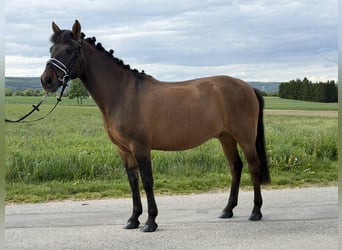 Huzule, Wallach, 10 Jahre, 144 cm, Dunkelbrauner