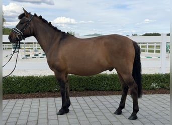 Huzule, Wallach, 10 Jahre, 144 cm, Dunkelbrauner
