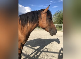 Huzule, Wallach, 10 Jahre, 145 cm