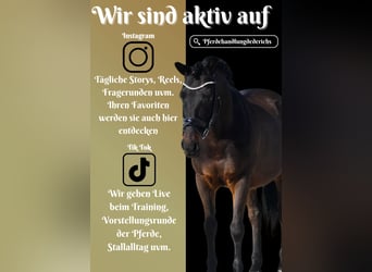 Huzule, Wallach, 10 Jahre, 146 cm, Rappe