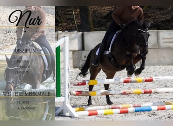 Huzule, Wallach, 10 Jahre, 146 cm, Rappe