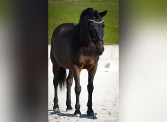 Huzule, Wallach, 10 Jahre, 146 cm, Rappe