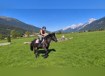 Huzule, Wallach, 10 Jahre, 150 cm, Schwarzbrauner