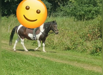 Huzule, Wallach, 11 Jahre, 133 cm, Schecke