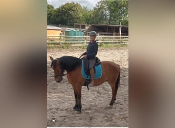 Huzule Mix, Wallach, 12 Jahre, 146 cm, Brauner