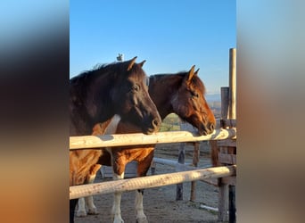Huzule, Wallach, 12 Jahre, 148 cm, Falbe