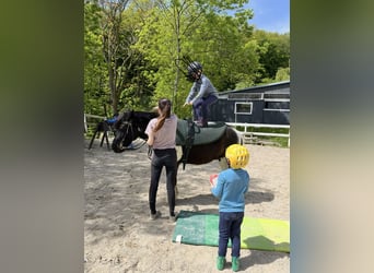 Huzule Mix, Wallach, 13 Jahre, 137 cm, Schecke