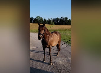 Huzule, Wallach, 13 Jahre, 145 cm, Falbe