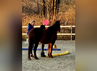 Huzule, Wallach, 13 Jahre, 148 cm, Dunkelfuchs