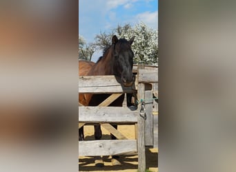 Huzule, Wallach, 13 Jahre, 148 cm, Falbe