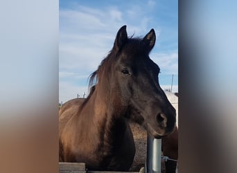 Huzule, Wallach, 13 Jahre