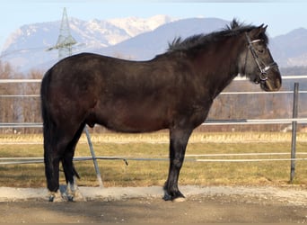 Huzule, Wallach, 14 Jahre, 147 cm, Schwarzbrauner