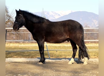 Huzule, Wallach, 14 Jahre, 147 cm, Schwarzbrauner