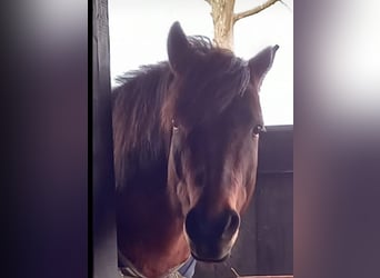 Huzule, Wallach, 15 Jahre, 130 cm, Dunkelbrauner