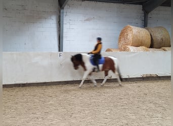 Huzule, Wallach, 16 Jahre, 139 cm, Schecke