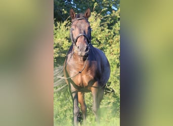 Huzule, Wallach, 16 Jahre, 145 cm, Dunkelbrauner