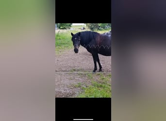 Huzule, Wallach, 16 Jahre, 145 cm, Rappe