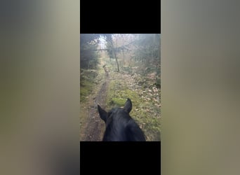 Huzule, Wallach, 16 Jahre, 145 cm, Rappe