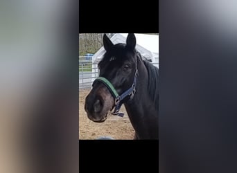 Huzule, Wallach, 16 Jahre, 145 cm, Rappe