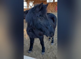 Huzule, Wallach, 20 Jahre, 143 cm, Dunkelbrauner