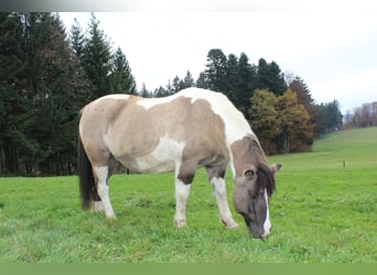 Huzule, Wallach, 21 Jahre, 138 cm, Schecke
