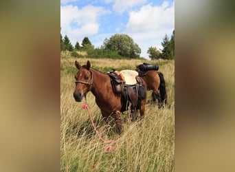 Huzule Mix, Wallach, 3 Jahre, 130 cm, Brauner